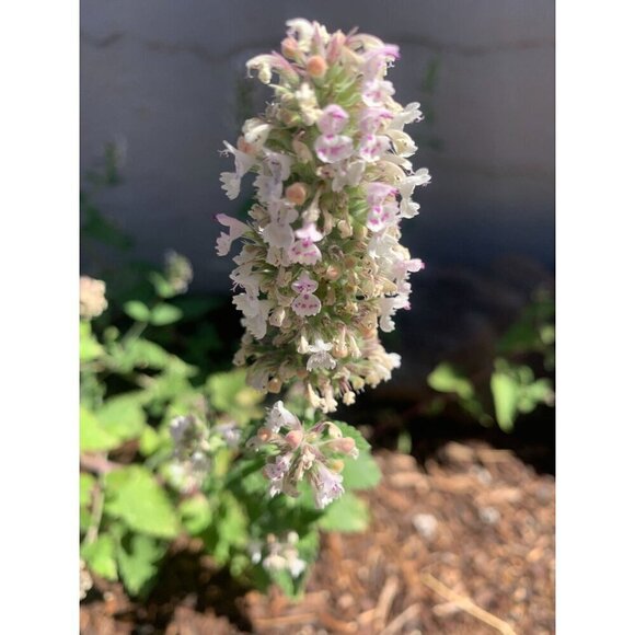 PURE GOLD Catnip Organically Grown & Harvested Pure Californian Catnip 4"x 3" - Picture 5 of 16